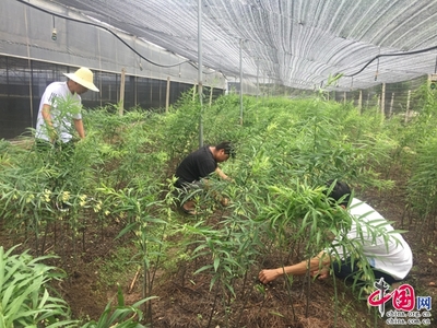 云南麗江:打造產(chǎn)業(yè)扶貧 帶領村民增收致富