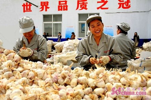 金鄉大蒜成為濟寧市代表性農副特產
